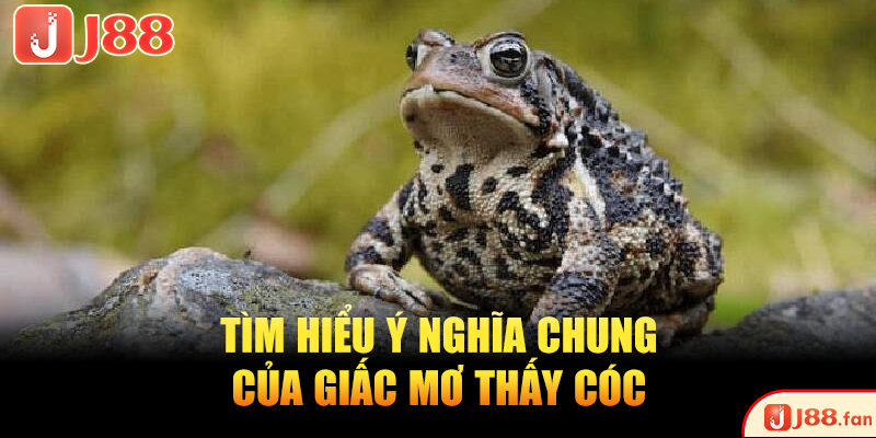 Tìm hiểu ý nghĩa chung của giấc mơ thấy cóc
